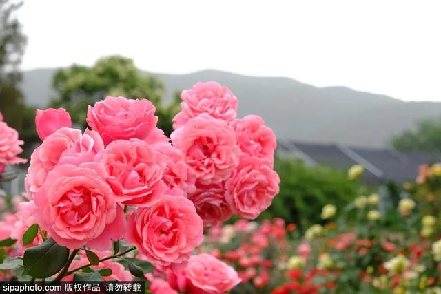 初夏共赏京城繁花胜景