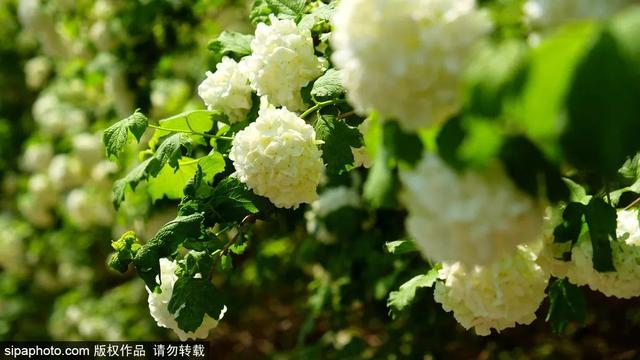初夏共赏京城繁花胜景