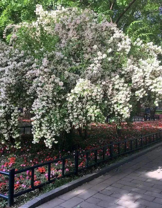 初夏时节，京城这些公园内<span id=