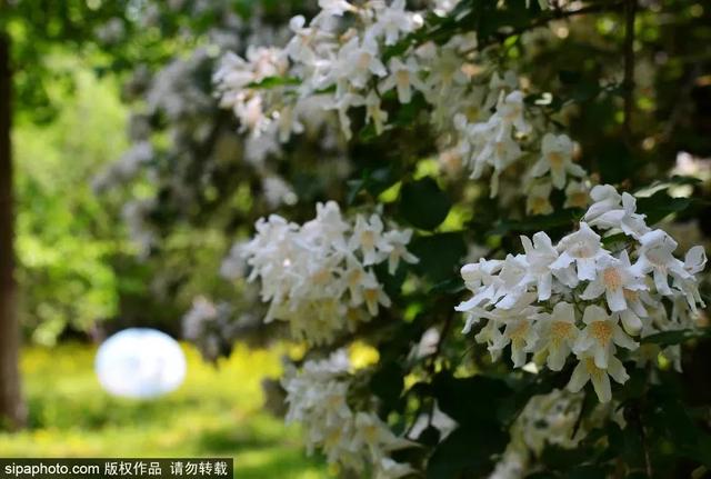 初夏时节，京城这些公园内<span id=