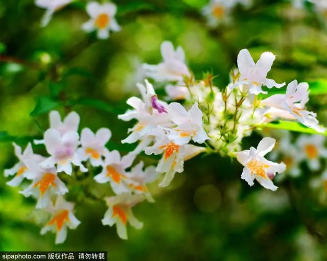 初夏时节，京城这些公园内<span id=