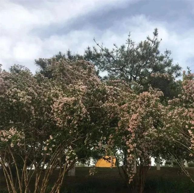 初夏时节，京城这些公园内猬实花开