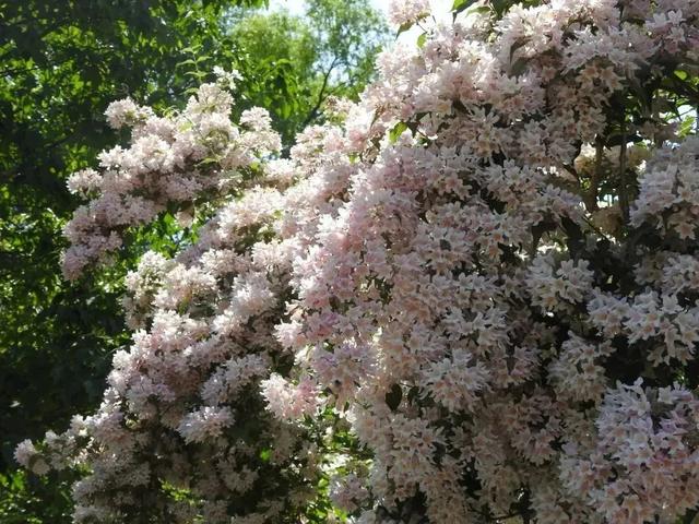 初夏时节，京城这些公园内猬实花开