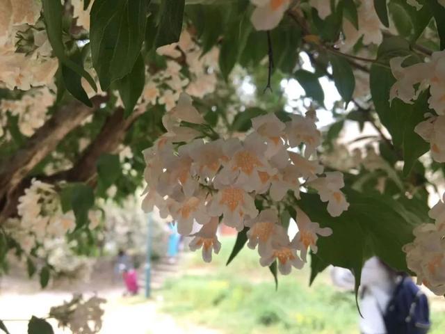 初夏时节，京城这些公园内<span id=