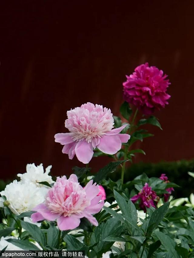 划船、赏花、遇见小动物，尽情享受初夏时光