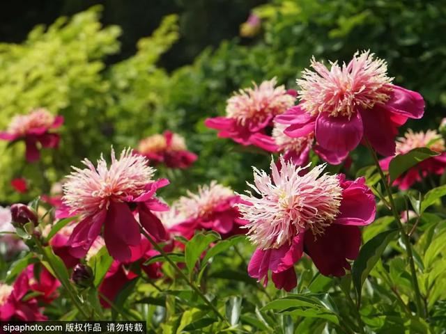 划船、赏花、遇见小动物，尽情享受初夏时光