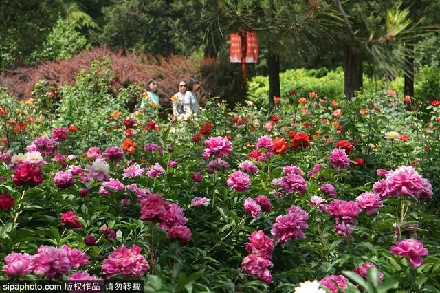 划船、赏花、遇见小动物，尽情享受初夏时光