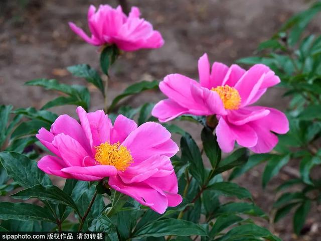 划船、赏花、遇见小动物，尽情享受初夏时光