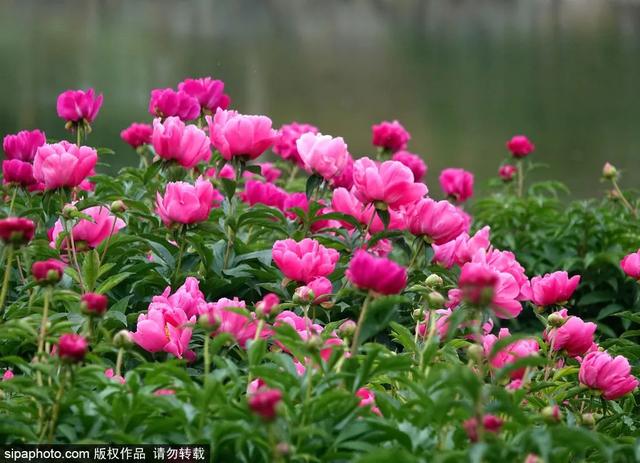 划船、赏花、遇见小动物，尽情享受初夏时光