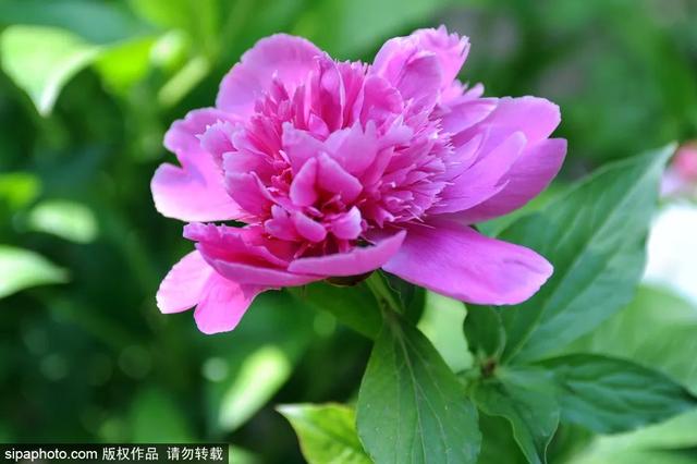 划船、赏花、遇见小动物，尽情享受初夏时光
