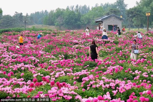 划船、赏花、遇见小动物，尽情享受初夏时光