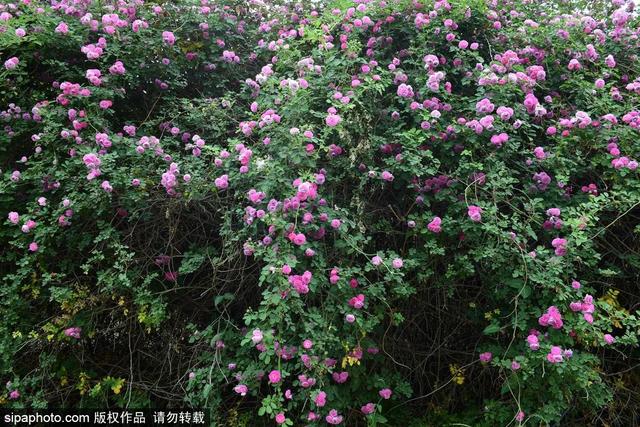 这些蔷薇“花墙”，惊艳了初夏时光