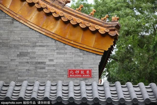 这些蔷薇“花墙”，惊艳了初夏时光