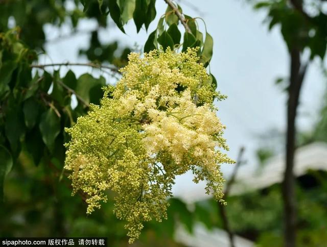 这些蔷薇“花墙”，惊艳了初夏时光