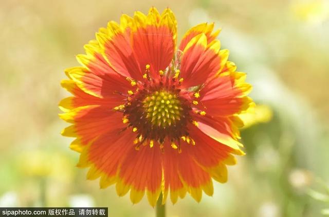 这些蔷薇“花墙”，惊艳了初夏时光