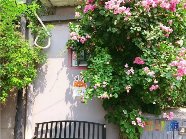 这些蔷薇“花墙”，惊艳了初夏时光