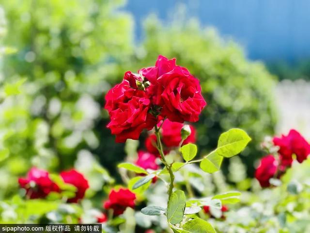 这些蔷薇“花墙”，惊艳了初夏时光