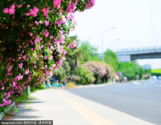 这些蔷薇“花墙”，惊艳了初夏时光