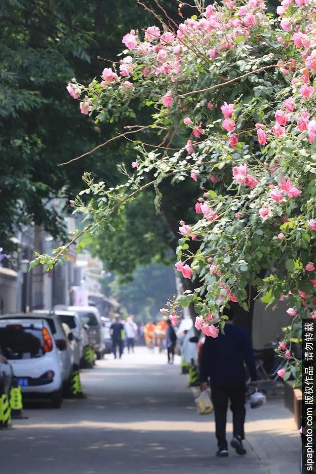 这些蔷薇“花墙”，惊艳了初夏时光