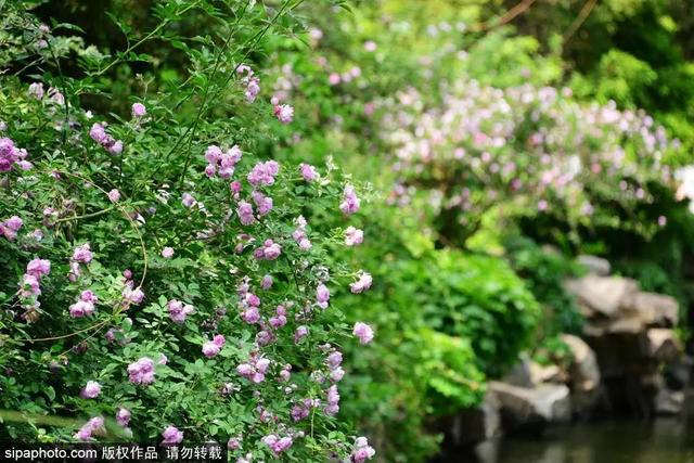 这些蔷薇“花墙”，惊艳了初夏时光