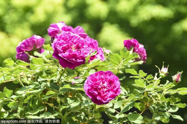 这些蔷薇“花墙”，惊艳了初夏时光