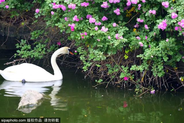 这些蔷薇“花墙”，惊艳了初夏时光