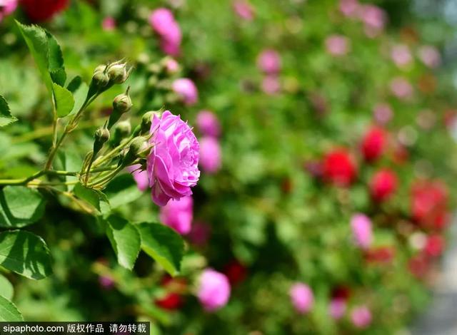 这些蔷薇“花墙”，惊艳了初夏时光