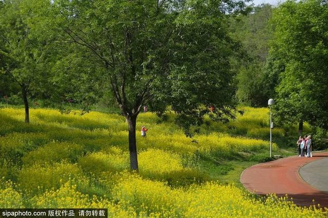 这些蔷薇“花墙”，惊艳了初夏时光