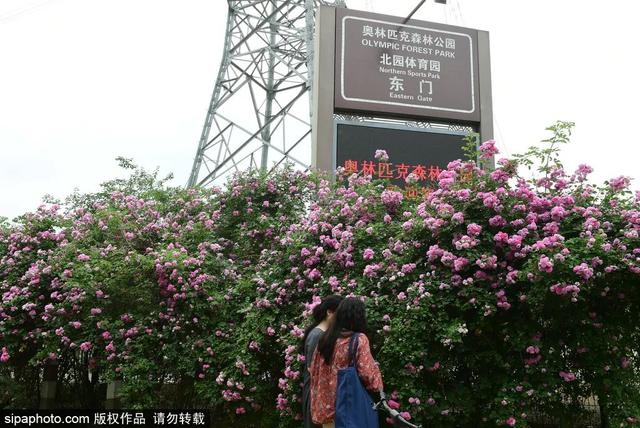 这些蔷薇“花墙”，惊艳了初夏时光