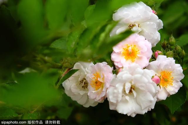 这些蔷薇“花墙”，惊艳了初夏时光