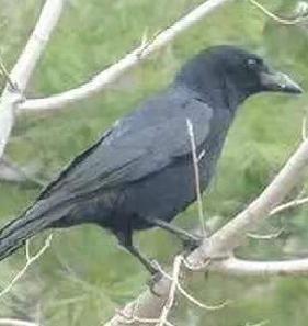 萌新密语 | 听说解谜成功的都是老师大人了