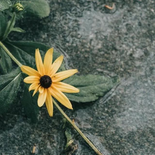 师大的雨 | 纷纷雨下，似是恍惚思园意