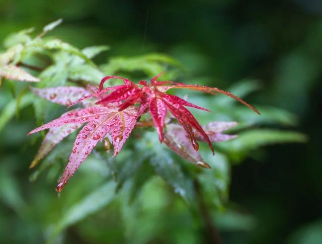 师大的雨 | 纷纷雨下，似是恍惚思园意
