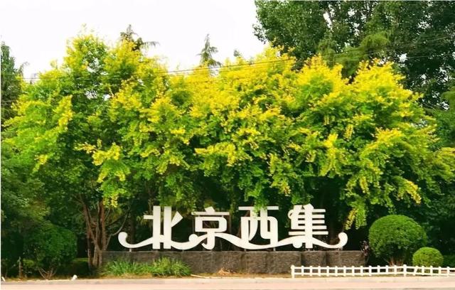 趁着好“食”光，实现“樱桃自由”吧