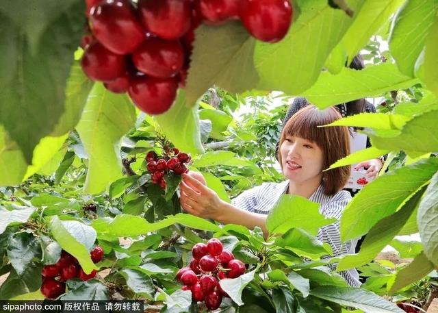 趁着好“食”光，实现“樱桃自由”吧