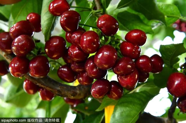 趁着好“食”光，实现“樱桃自由”吧