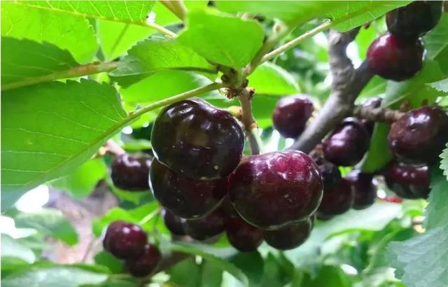 趁着好“食”光，实现“樱桃自由”吧