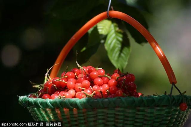 趁着好“食”光，实现“樱桃自由”吧