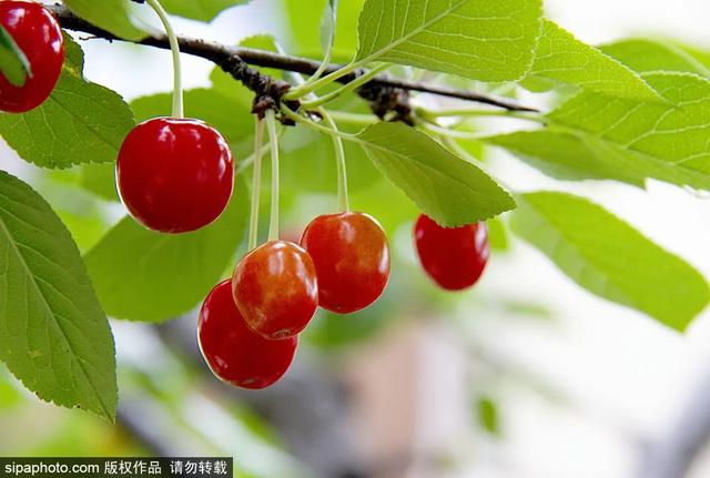 趁着好“食”光，实现“樱桃自由”吧