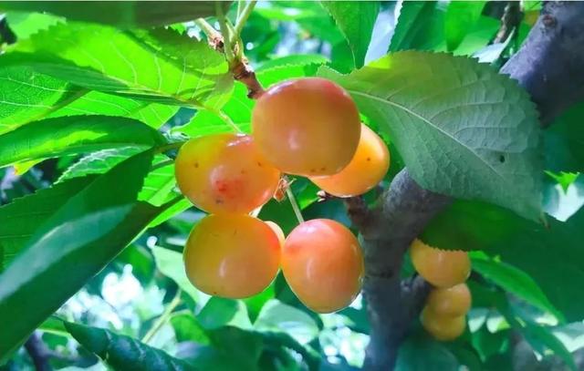 趁着好“食”光，实现“樱桃自由”吧