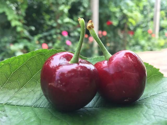 趁着好“食”光，实现“樱桃自由”吧