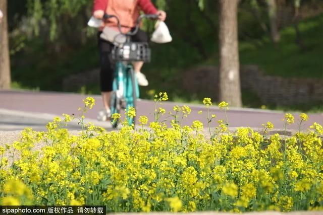 北京夏日美景已就位，开启一次骑行之旅吧