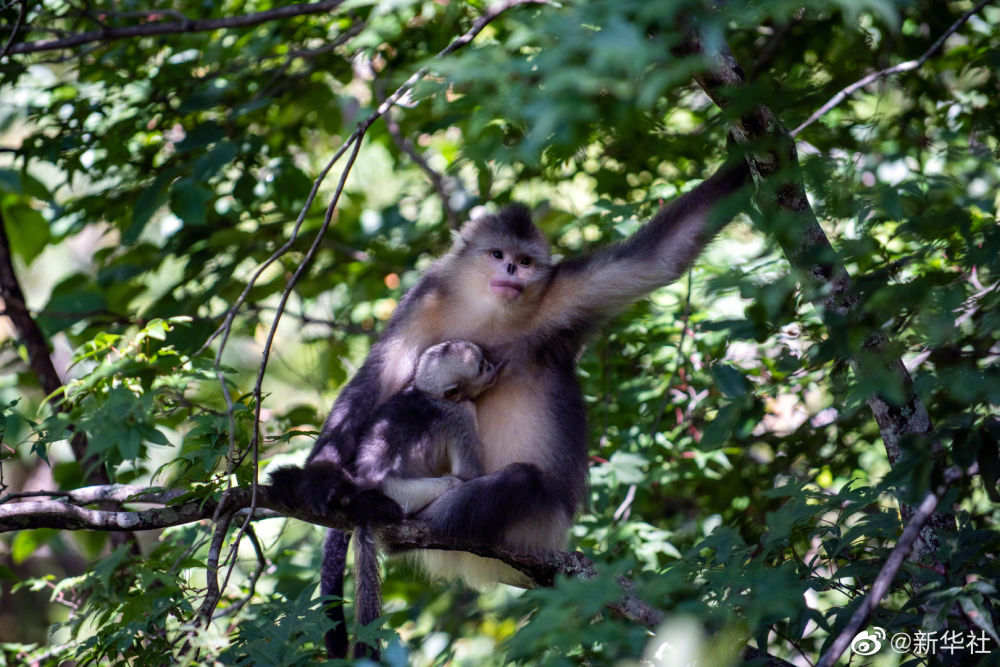 c596317ed6144d168ac00b05daa518c0.jpg?x-oss-process=style/w10