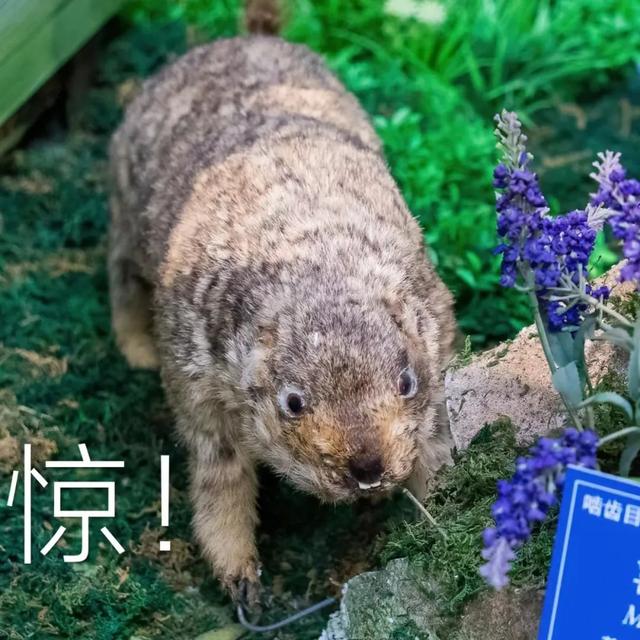 藏在清华教学楼里的“动物世界”
