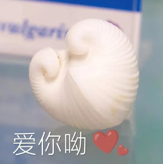 藏在清华教学楼里的“动物世界”