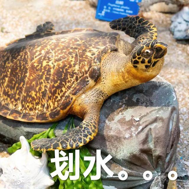 藏在清华教学楼里的“动物世界”