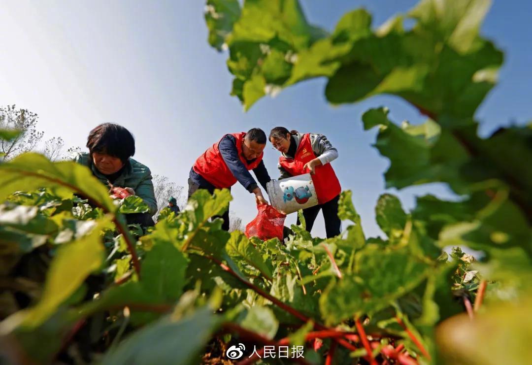 寒潮来临前，江苏省宿迁市泗洪县纪检监察系统发动党员干部成立志愿服务队，帮助农民抢收蔬菜。（许昌亮/摄  人民视觉）