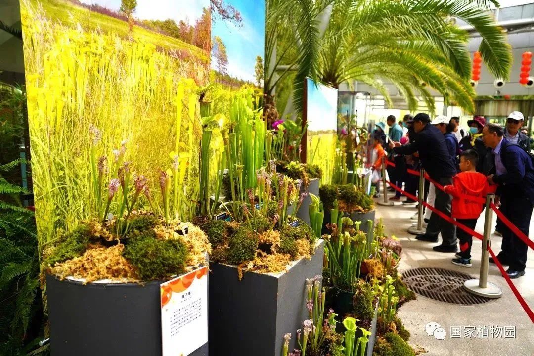 神奇植物在这里!国家植物园食虫植物展惊喜开展