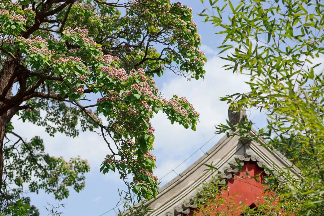 百木之王 楸树花开