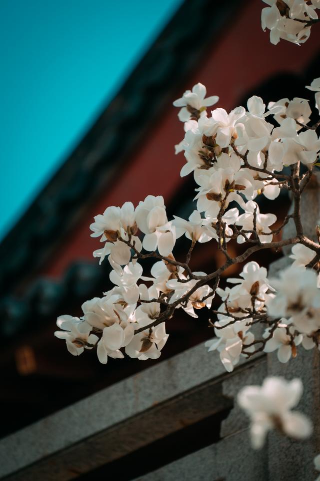 有一种春光叫玉兰花开
